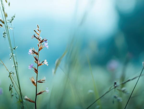delicate wildflowers with soft focus background