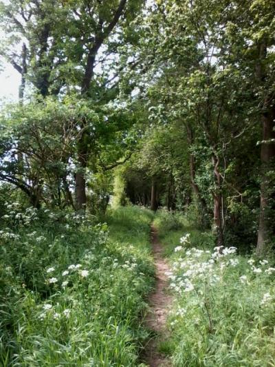 100 acre path 2